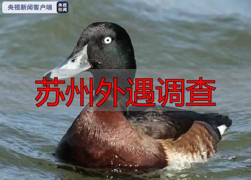 苏州外遇调查