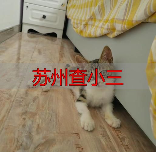 苏州查小三